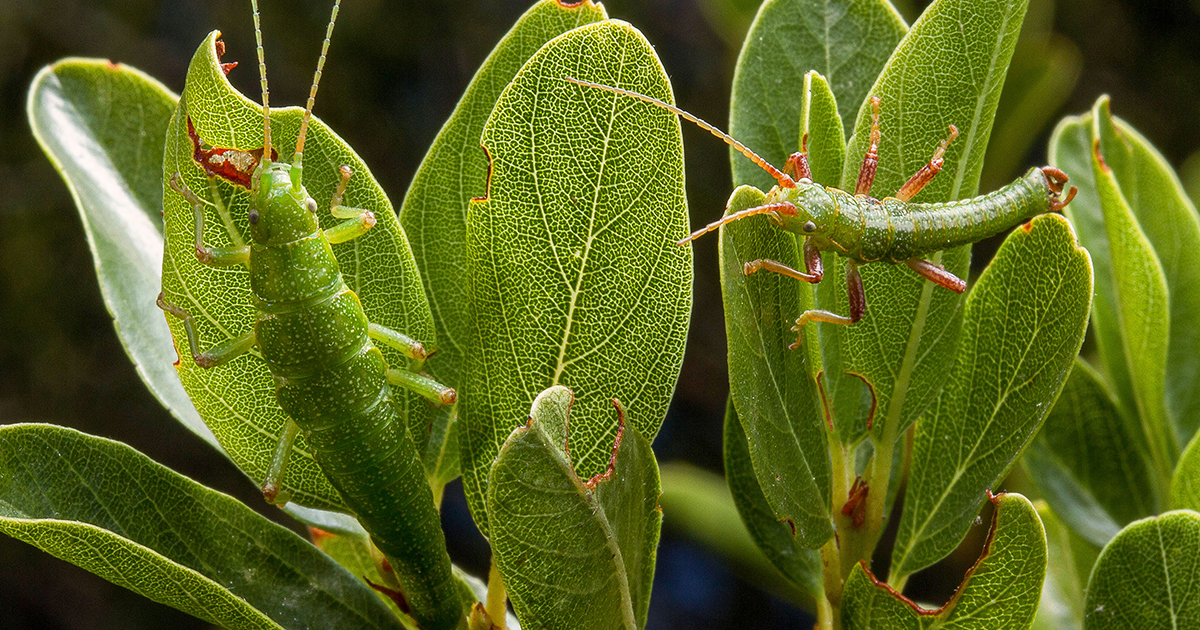 How Ecotypes Harbor the Genetic Memory of a Species’ Past | Quanta Magazine