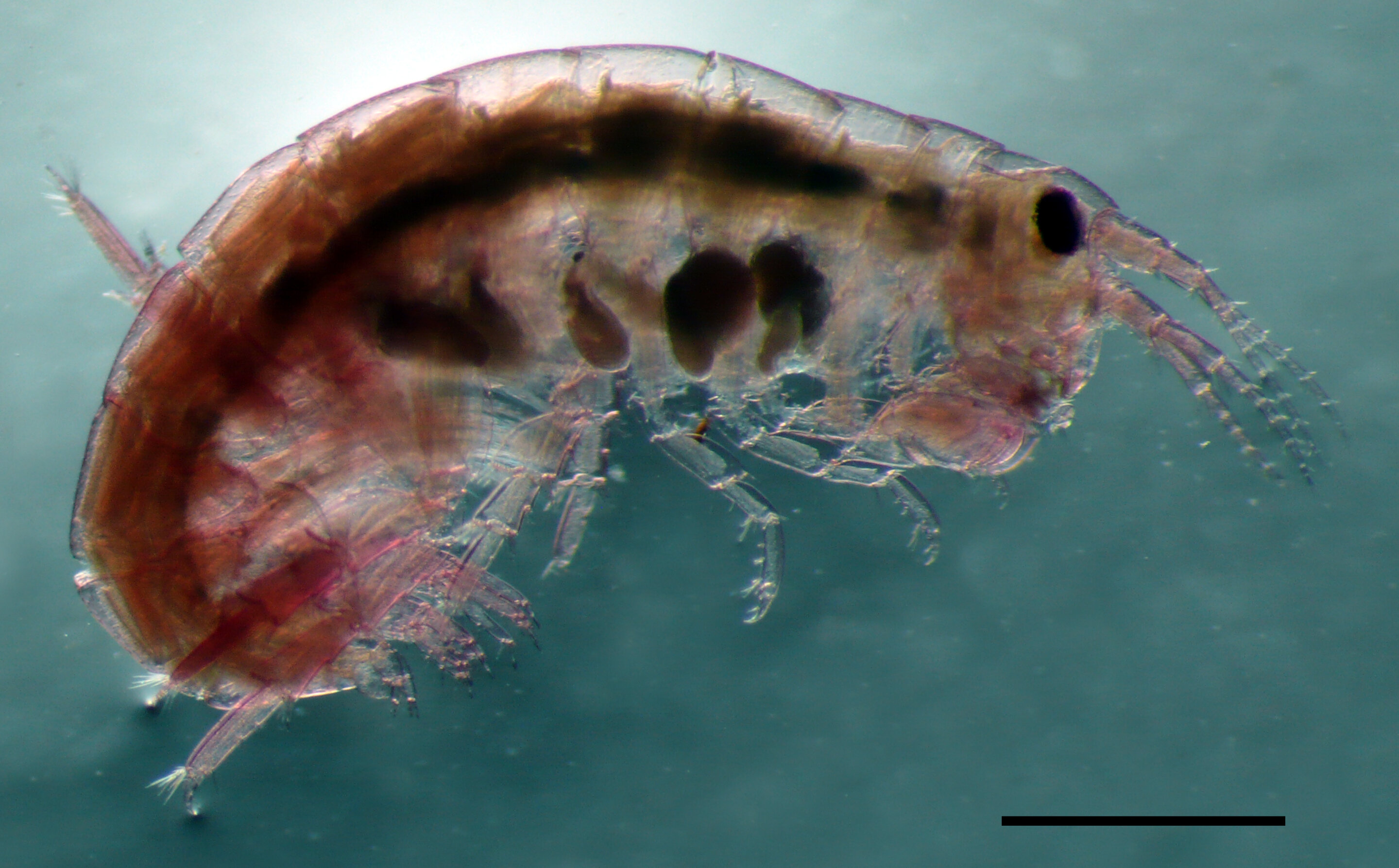 Four decades of overlooked data reveal the hidden amphipod diversity of Italian seas