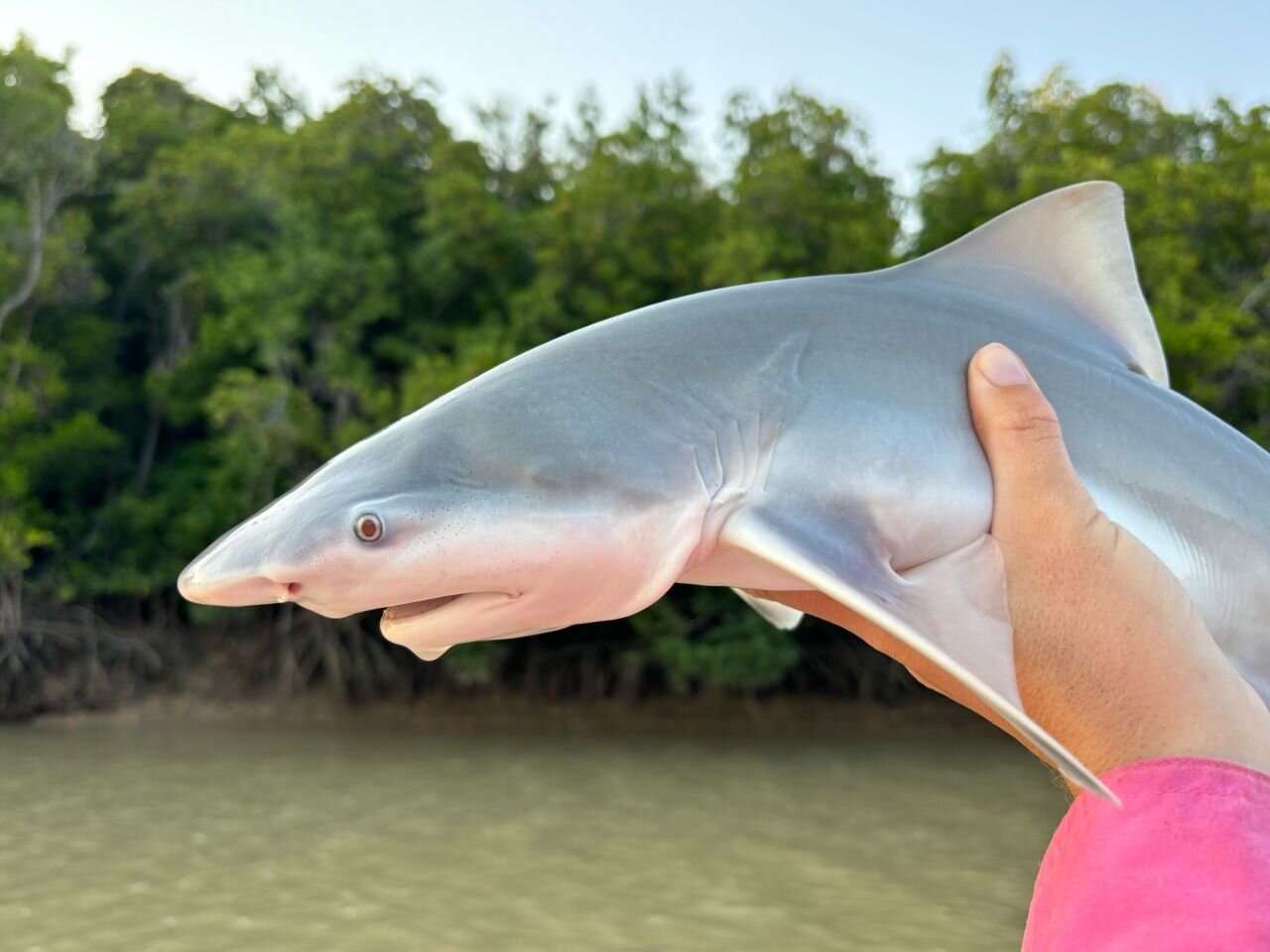 Scientists use lasers to determine the age of sharks