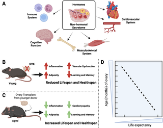 From germline immortality to somatic rejuvenation: Unlocking the ovarian blueprint for longevity